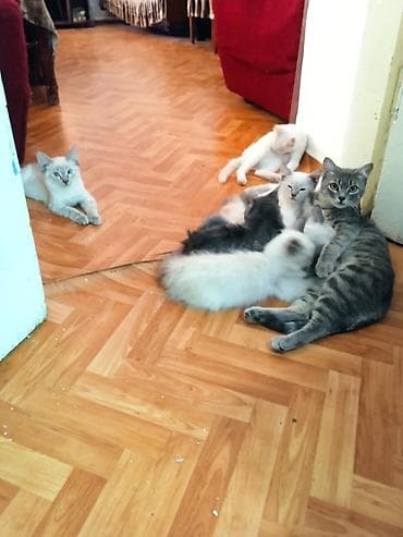 коты бишкек: Тайская. кошечка. котята. в. хорошие. руки — 1