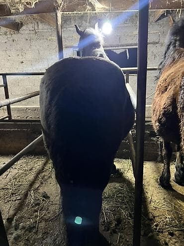 бээлер: Продаю | Кобыла (самка) | Рабочий — 3