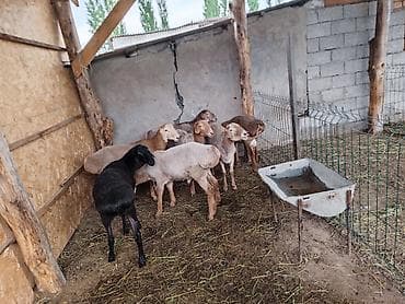 аванте кошка: Продаю | Овца (самка) | Для разведения — 1