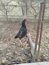 в связи с переездом отдам попугая жако в добрые руки: Дакан короз сатылат алмашу жолдору бар адрес Заря Тынчтык конушу кочо — 1