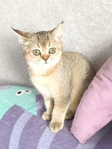 сухое молоко для животных: Скотиш Страйт (Шотландская прямоухая), 3 месяца, Девочка — 1