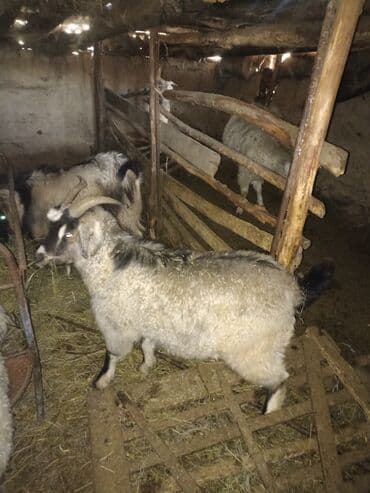 возьму собаку в добрые руки: Продаю | Козёл (самец) | На забой — 1