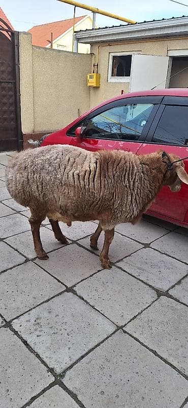 ат ош: Продаю | Баран (самец) | Арашан | Для разведения | Племенные — 4