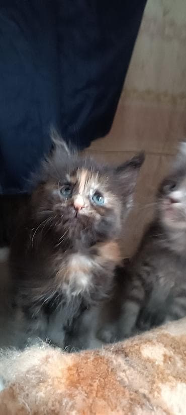 кошк: Мейн-Куны!!!🥰🥰🥰 Продаются Чистокровные,Шикарные котята! Отличная — 9