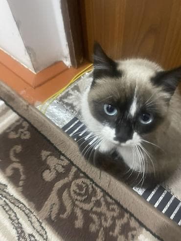 продаю охотничий собаку курцхар: Кошка с яркой сиамской окраской и голубыми глазами. Особенности: - — 2