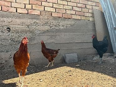 пресс чоп ош: Продаю | Куры | Брама, Кучинская | Для разведения — 2