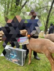 продажа козлов: Продаю | Овца (самка) | Арашан | Для разведения | Матка — 14