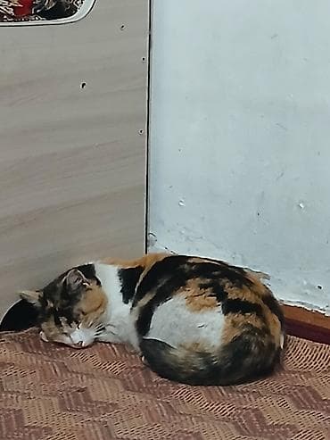 Мышыктар: Котята от трёхцветной кошки - Помёт из трёх котят — 2