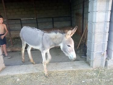 рыбы купить в аквариум: Осёл (молодой, серый, с светлой мордой и тёмной полосой по — 2