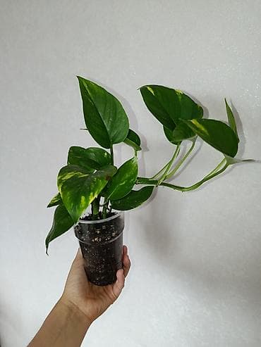 ростки: Эпипремнум золотистый Растение цветок (сциндапсус, Epipremnum aureum) — 1