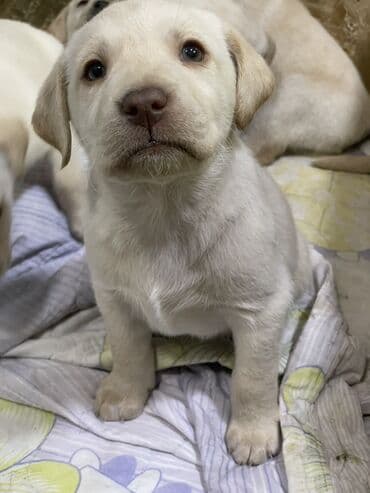 Вязка собак: Лабрадор-ретривер, 1 месяц, Самка — 3