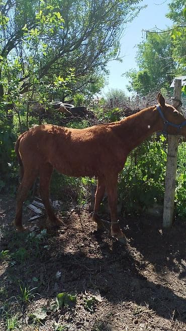 уй сатылат бишкек 2022: Сатам | Тай — 2