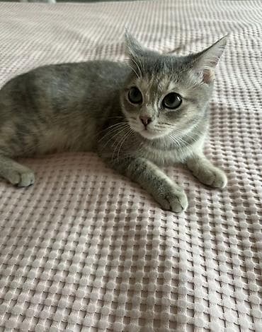 кошка мышык: Ургаачы, Лотокко барууга үйрөтүлгөн — 1