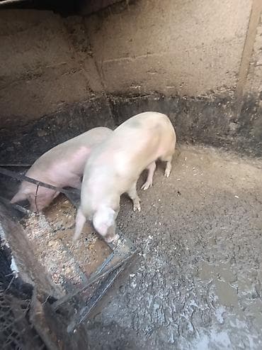 ржавая кошка цена: Продаю | Хряк (самец) | Крупная белая — 1