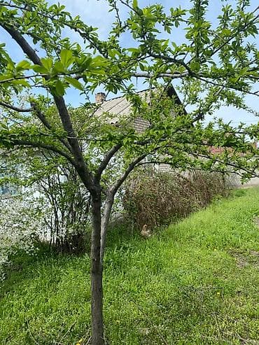 дача пригородный: Продаётся одноэтажный кирпичный дом с приусадебным участком и садом — 5