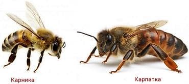 тай казан бишкек: Продаю пчел зимовалые порода карника бакфаст, матки все 2025года — 1