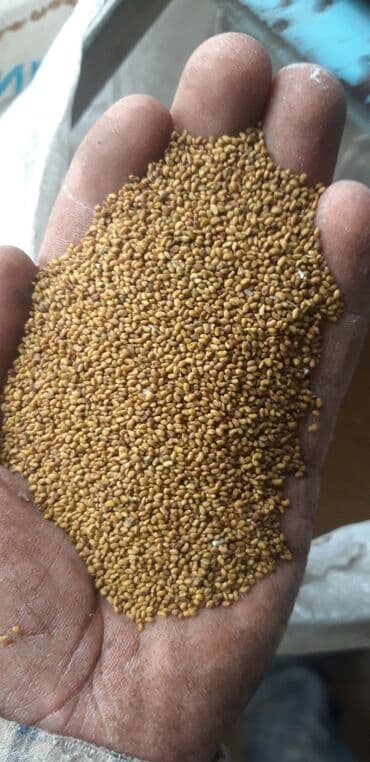 флипчарты 100 х 100 см настенные: Продаю семена люцерны- беде урук сатылат сорт "межотинский" урожай — 3