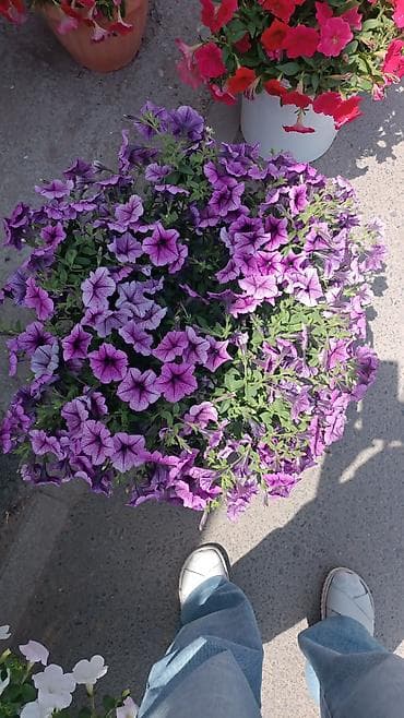 Үй жана бакча: Петуния ампельная в кашпо - Яркоцветущие ампельные петунии в — 2