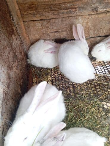 Үй жаныбарлары үчүн товарлар: Сатам | Коендун бөжөктөрү | Аппак бакма коен, Калифорния, Жаңы Зеландия | Көбөйтүү үчүн | Асыл тукумдуу — 6