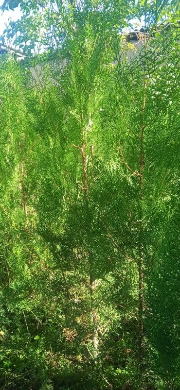 саженцы живой изгороди купить: Туя западная (саженцы/молодые растения) - Вечнозелёный хвойный — 6