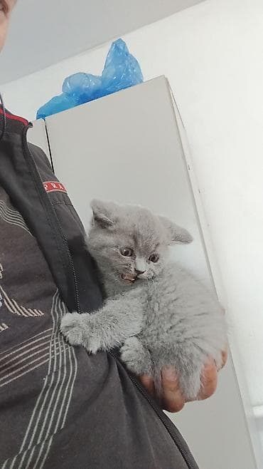 Шотландский страйт короткошерстный котёнок, окрас голубой (blue). -