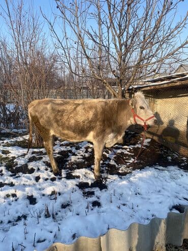 Уйлар, букалар: Сатам | Уй (ургаачы), Бука (эркек), Кунаажын | Аргын | Сүт алуу үчүн | Жасалма жол менен боозутуу, Бооз, Жасалма уруктандырылган — 3