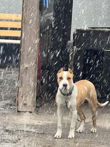 мышык кара балта: Американский стаффордширский терьер (кобель) Продаем своего верного — 2