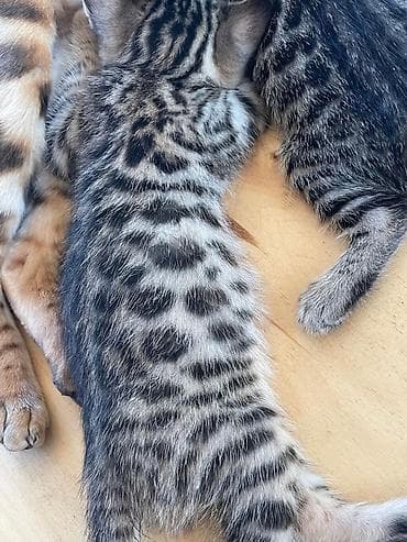 Котята помесь бенгала с домашним котом . Ярким леопардовым — 6