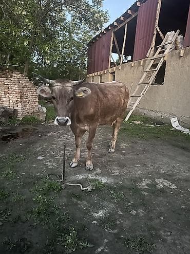 молоко коровье: Продаю | Корова (самка) | Для молока | Привязанные — 6