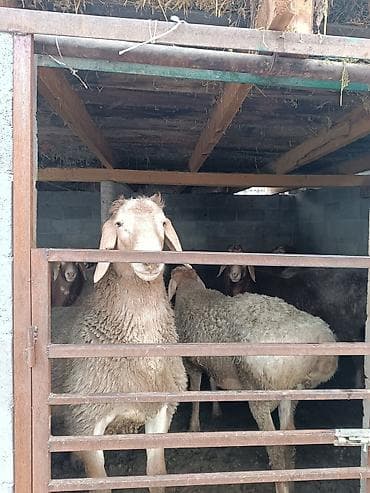 лекарство для животных: Продаю | Баран (самец) | Арашан | На забой | Племенные — 1