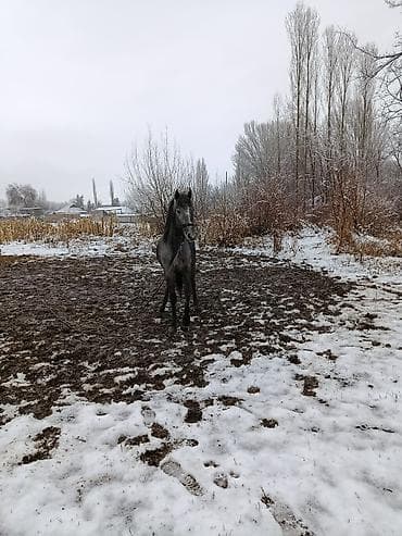 жылкы жорго: Сатам | Байтал | Кара Жорго | Ат спорту — 1