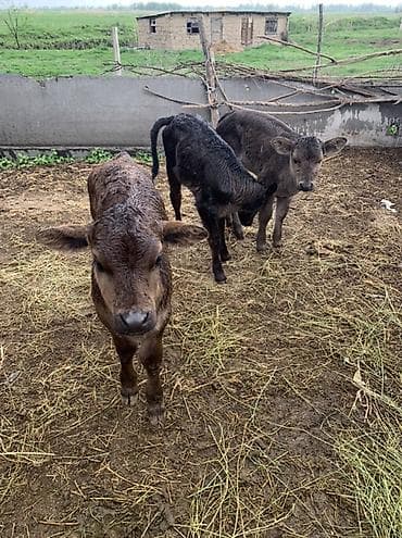 коровы швиц: Продаю | Музоо, торпок | На откорм — 3