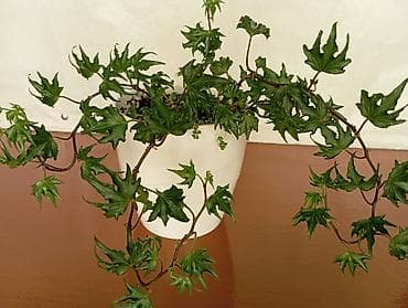 все для сада бишкек: Плющ - 700 сом, Плющ - 350 сом, Папоротник - 1000 сом, Монстера Перу - — 3