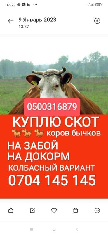 Куплю | Коровы, быки, Лошади, кони | Круглосуточно, Любое состояние, Забитый at lalafo.kg Куплю | Коровы, быки, Лошади, кони | Круглосуточно, Любое состояние, Забитый