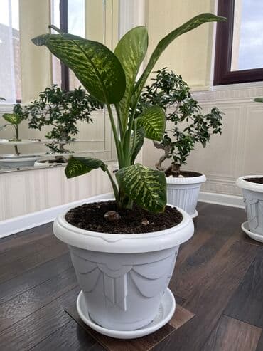 ножницы для сада: Дифенбахия (Dieffenbachia) в декоративном пластиковом кашпо с — 3