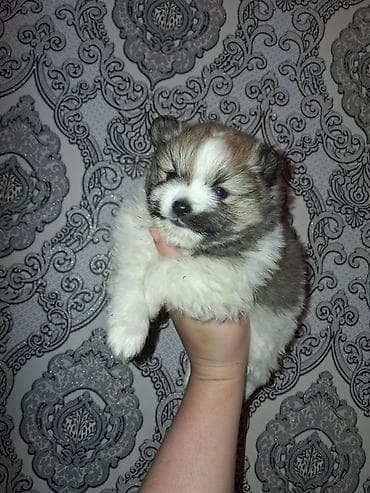 мойка собак: Помиранский шпиц •Девочка •Родилась 14 .03.2026 •Окрас : пати-колор — 1