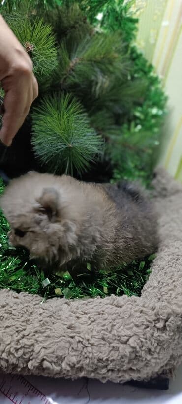 миска для животных: Шпиц, 1 месяц, Самец — 9