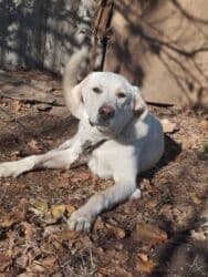 объявления о собаках: Лабрадор-ретривер, 7 айлык, Ургаачы, Эмделген — 1