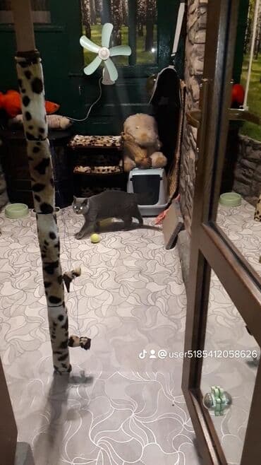 где купить домик для кошки: Для котиков и кошечек круглосуточная кото-гостиница г.Бишкек — 9