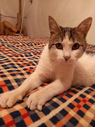 голая кошка сфинкс цена: Кошка даром: Беспородная, 1 год, Мальчик, Приучена к лотку, Проглистована — 4