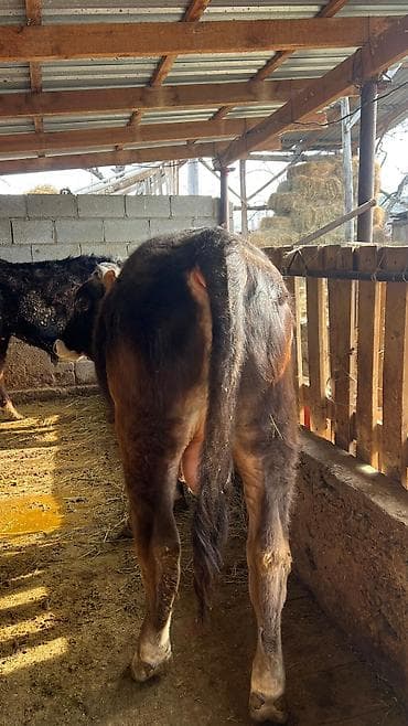 Ветеринар кызматы: Сатам | Бука (эркек) | Швиц | Көбөйтүү үчүн — 3