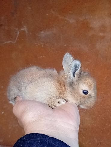 Башка жаныбарлар: Декоративные карликовые крольчата - Порода: карликовые (мини) — 3