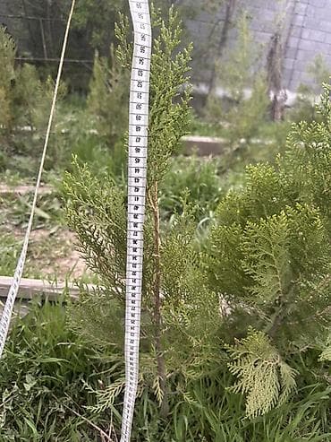 чистокровный тай: Срочно!!!Туи выращенные в Кыргызстане:
80-90см 600сом
140-150см 900сом — 3