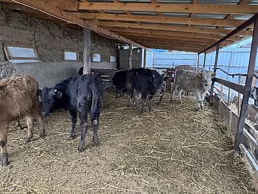 Ветеринар кызматы: Сатам | Бука (эркек) | Аргын, Симментал, Айршир | Көбөйтүү үчүн | Байланган — 8