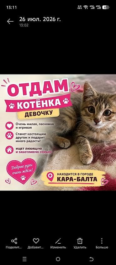 кошка: Кошка даром: Беспородная, Девочка — 1