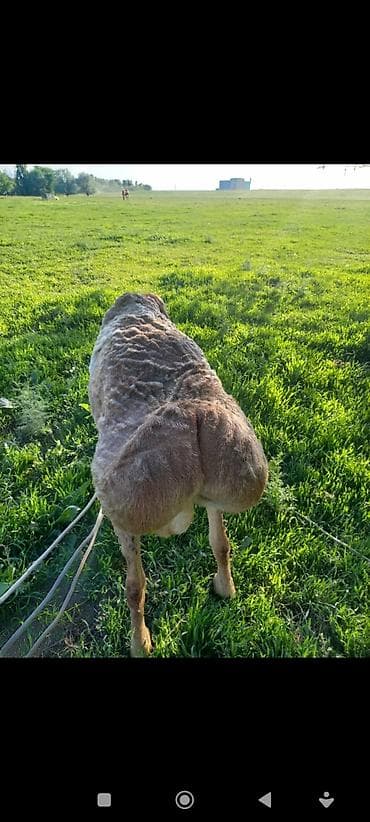 продаю крысу: Продаю | Баран (самец) | Для разведения — 4