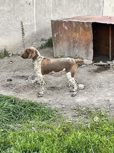 Порода: легавая (короткошёрстная, коричнево-пегий окрас). Назначение