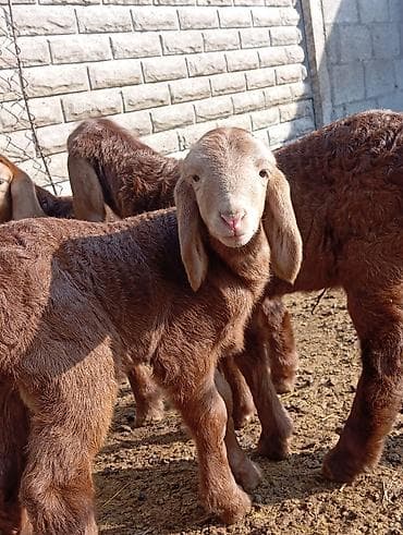 кошка котенок: Продаю | Овца (самка) | Для разведения | Племенные — 2