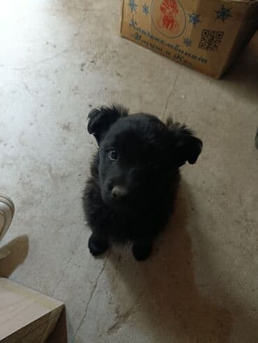 Трансформатор майы: Щенок, черный пушистый метис небольшого размера. Описание: - Возраст lalafo.kg да — 2 Трансформатор майы: Щенок, черный пушистый метис небольшого размера. Описание: - Возраст — 2
