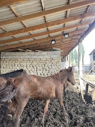 продам жеребенка: Продаю | Жеребенок | На забой — 4